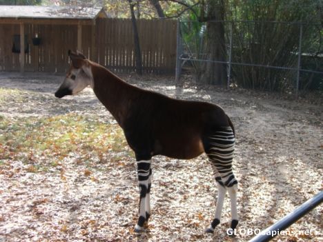 Postcard Okapi - A zebra, giraffe, horse look alike