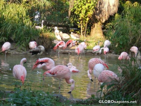 Postcard Flamingos