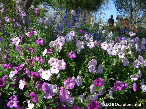 Postcard Onset of spring (flowers)