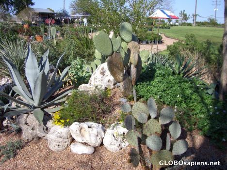 Postcard Cactuses and Texas