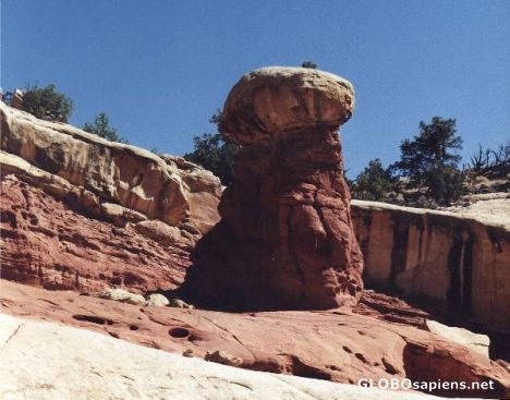 Postcard Steinpilz.. Stone Mushroom