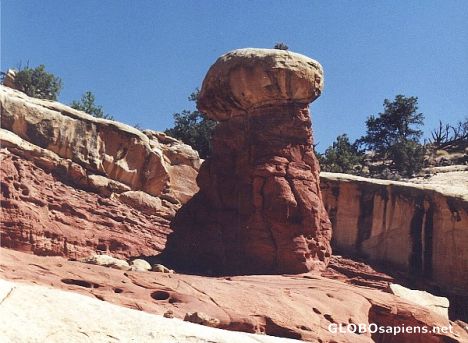 Postcard Steinpilz.. Stone Mushroom