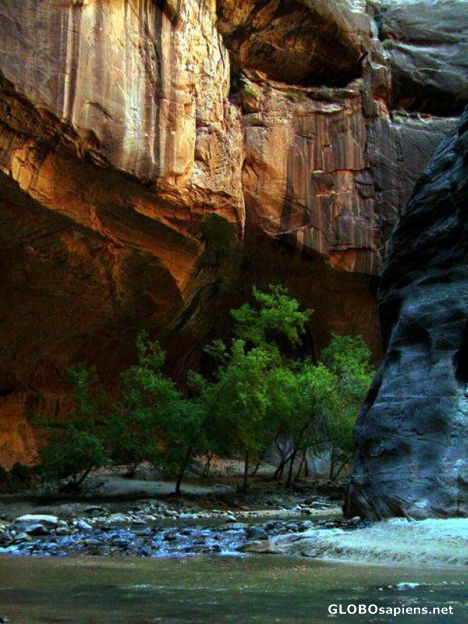 Postcard Zion Narrows