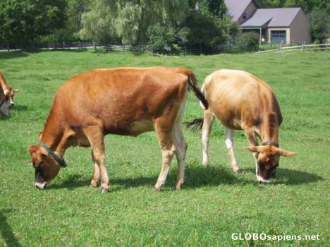 Postcard More Cows Than People