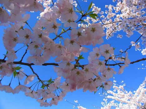 Postcard Pink Cherry Blossom