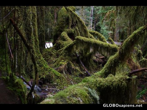 Postcard the temperate rain forest