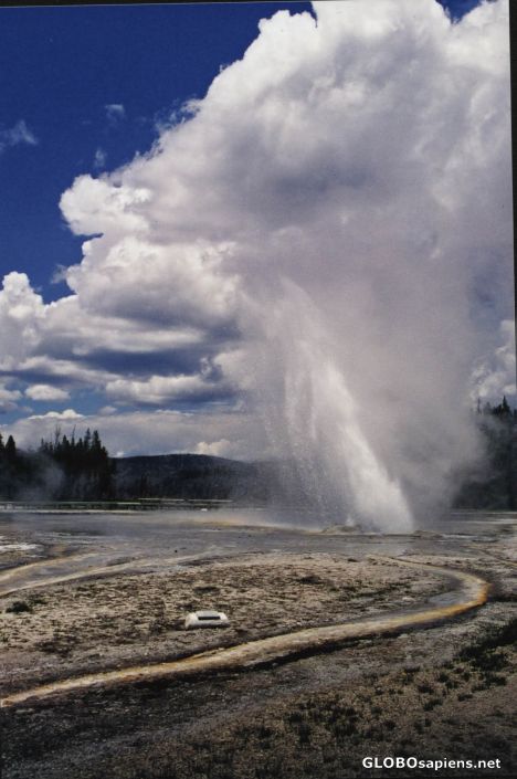 Postcard daisy geyser