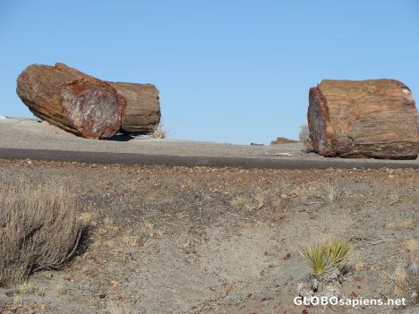 Postcard Petrified pieces