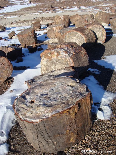 Postcard Logs