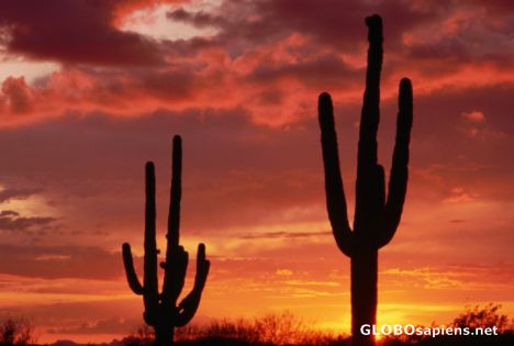 Saguaro Cactus in Saguaro National park