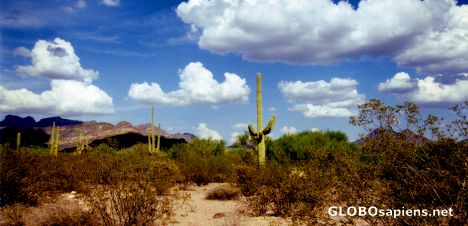 Postcard Organ Pipe Cactus National Monument (US, AZ)
