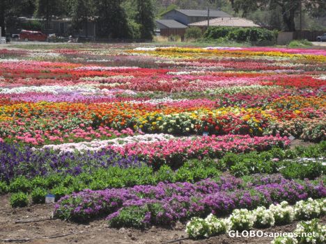 Postcard Goldsmith Seeds Test Gardens