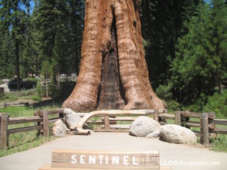 Postcard The Sentinel