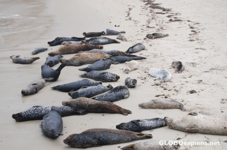 Postcard Harbor seals in la Jolla