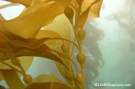 Postcard Scuba diving in kelp forest.