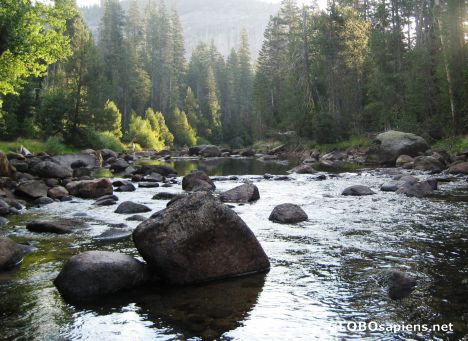 Postcard Morning on Merced River
