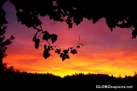 Postcard Trentadue Winery Sunset Series - 1