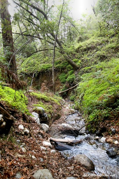 Postcard Valley View Trail Scenes, Pfeiffer Big Sur Park