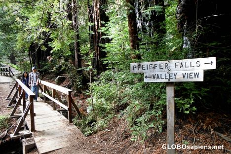 Postcard Pfeiffer Big Sur State Park