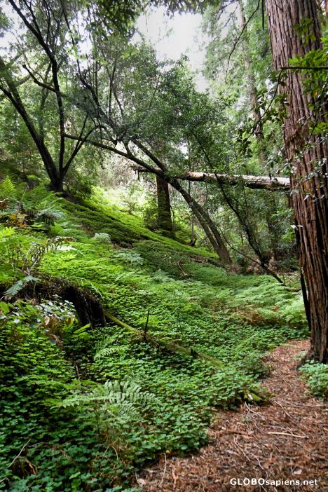 Postcard Pfeiffer Big Sur State Park