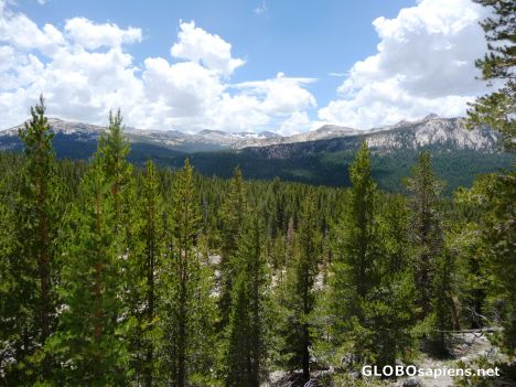 Postcard Ansel Adams Wilderness - A view from the tree line
