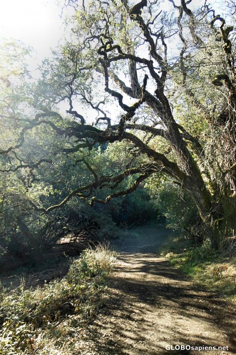Postcard The Alambique Trail, Wunderlich County Park