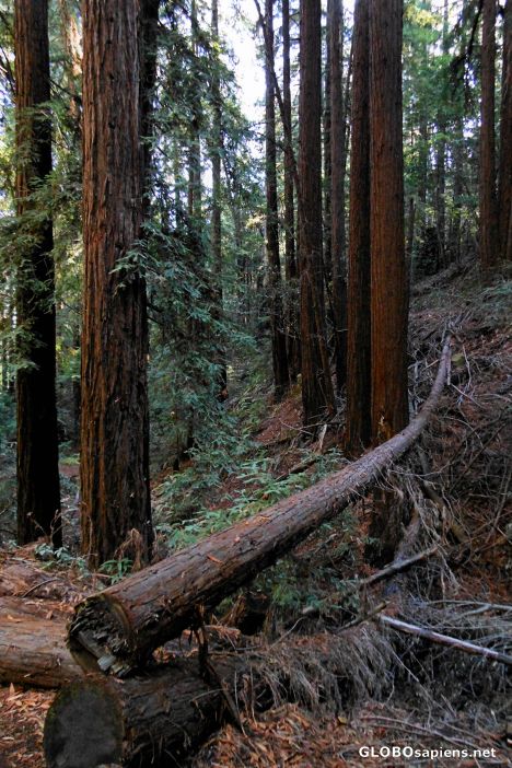 Postcard The Alambique Trail, Wunderlich County Park