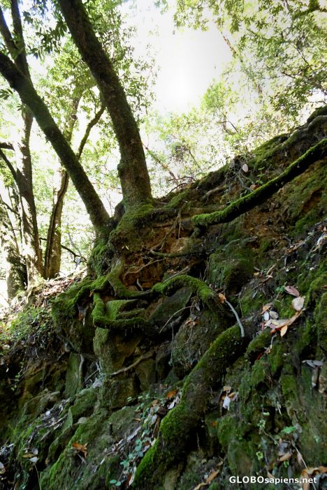 Postcard The Alambique Trail, Wunderlich County Park