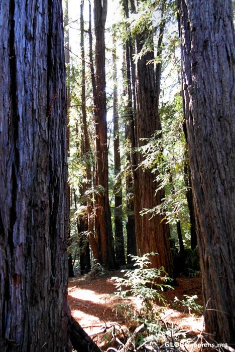 Postcard The Alambique Trail, Wunderlich County Park