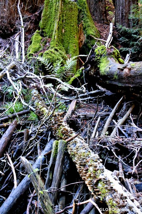 Postcard The Alambique Trail, Wunderlich County Park