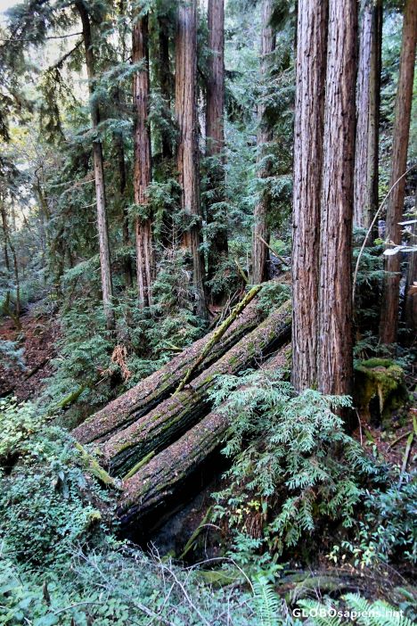 Postcard The Alambique Trail, Wunderlich County Park