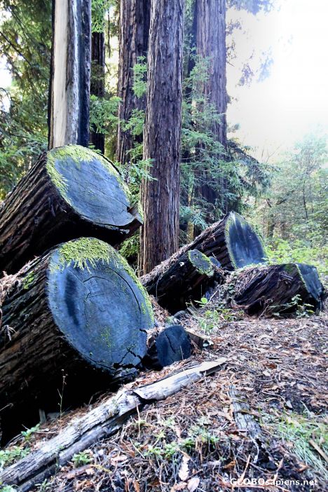 Postcard The Alambique Trail, Wunderlich County Park