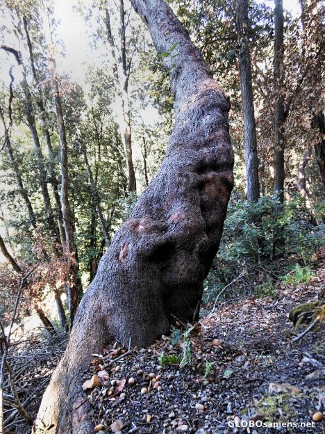 Postcard The Alambique Trail, Wunderlich County Park