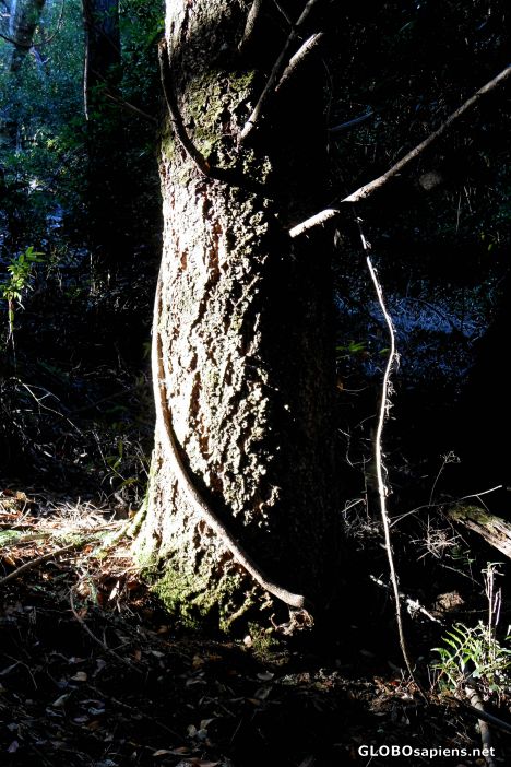 Postcard The Alambique Trail, Wunderlich County Park