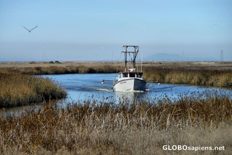 Postcard A Fishing Boat on Alviso Slough