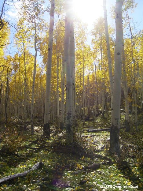 Postcard More aspen trees