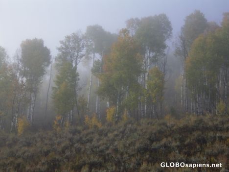 Postcard Mist