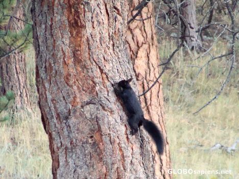 Postcard Black squirrel