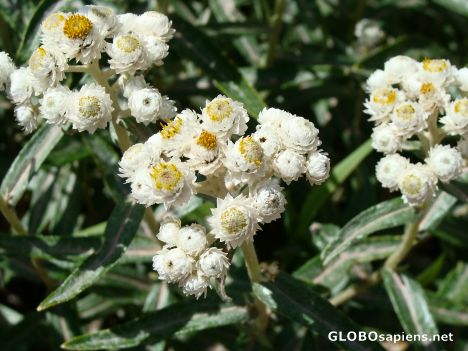 Postcard Mountain flowers