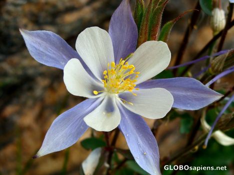 Postcard Columbine