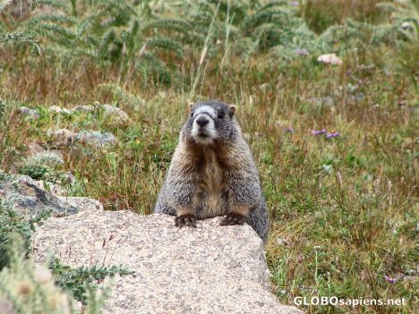 Postcard Marmot baby