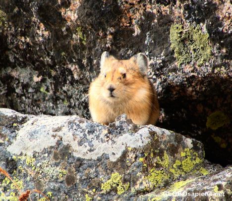 Postcard Pika!