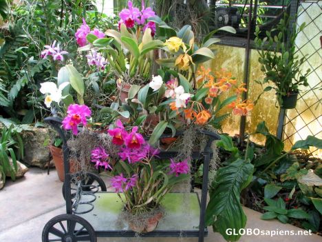 Postcard American Orchid Society - Greenhouse