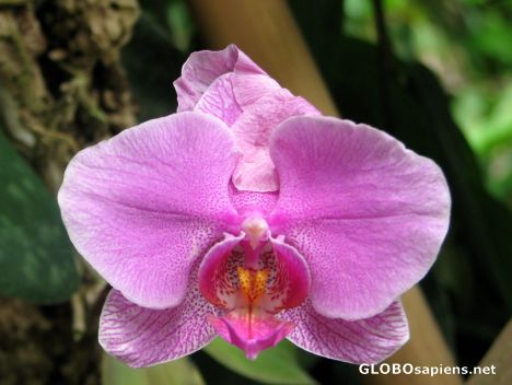 Postcard American Orchid Society