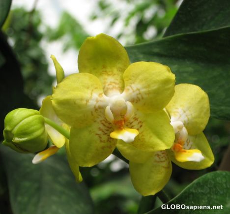 Postcard American Orchid Society 