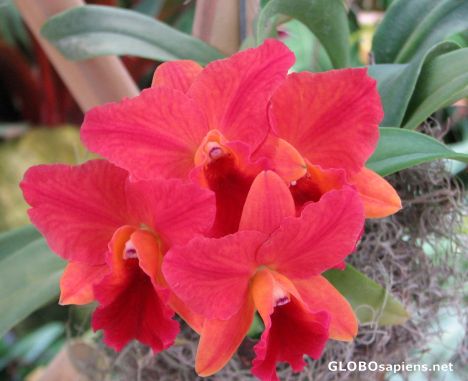 Postcard American Orchid Society