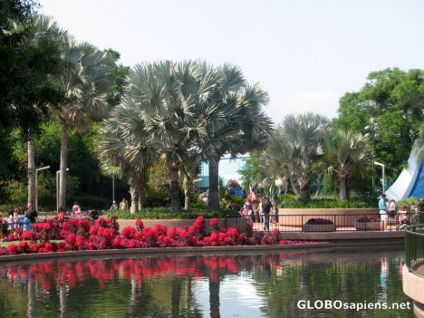 Postcard Walt Disney World - EPCOT landscaping