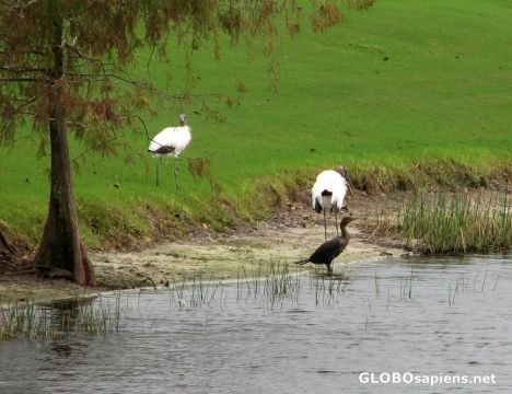 Postcard Life on the Golf Course