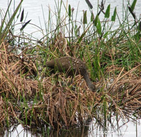 Postcard Golf Course Birds in Camoflage