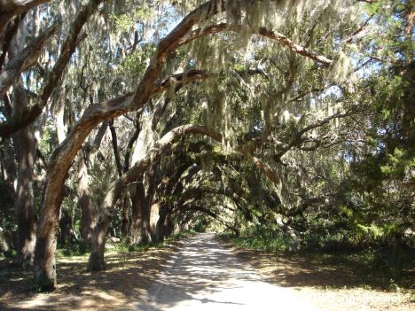 Postcard Oak lined main road